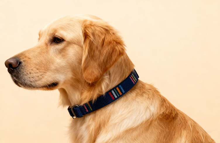 A Best Friend's Perfect Accessory