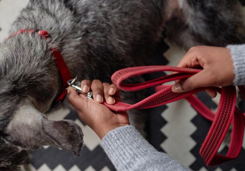 Unrivaled Softness and Skin-Friendliness of Cotton Webbing