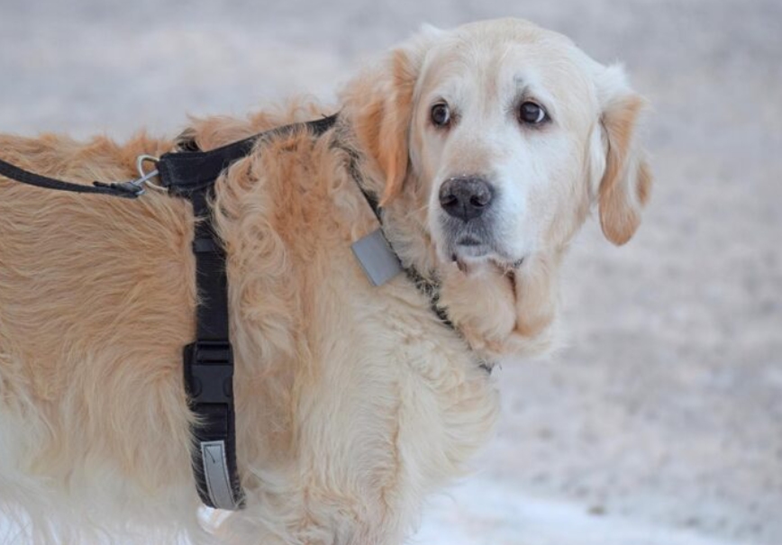 Nylon webbing is ideal for those prioritizing safety and durability