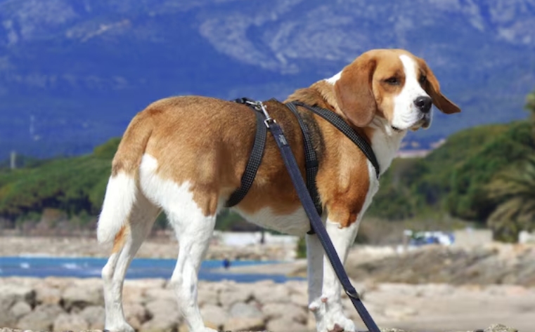 Polypropylene webbing offers a lightweight, weatherproof, and cost-effective option