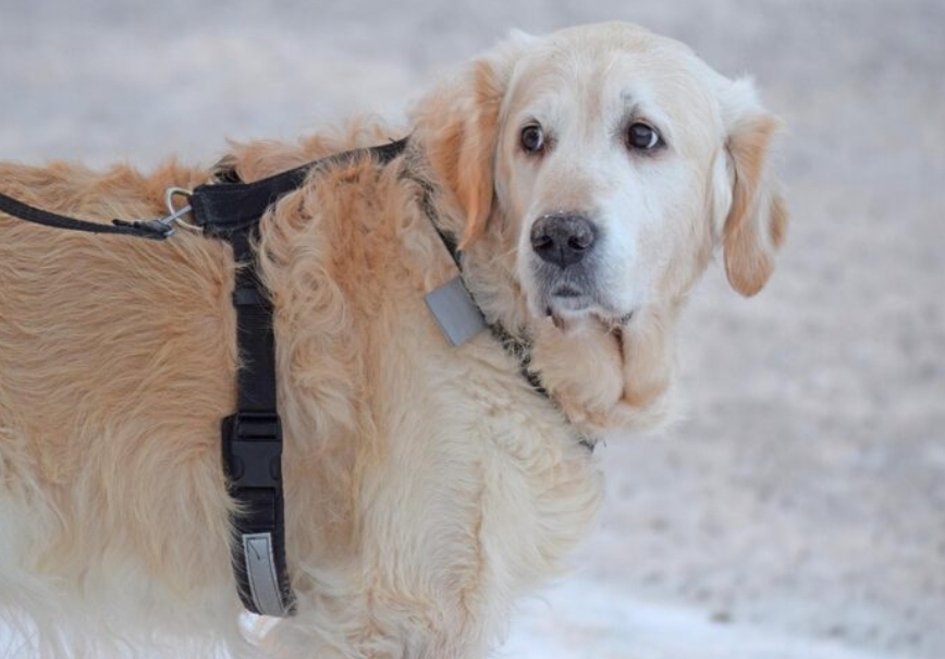 Wubao high-strength webbing for industrial tactical and pet safety