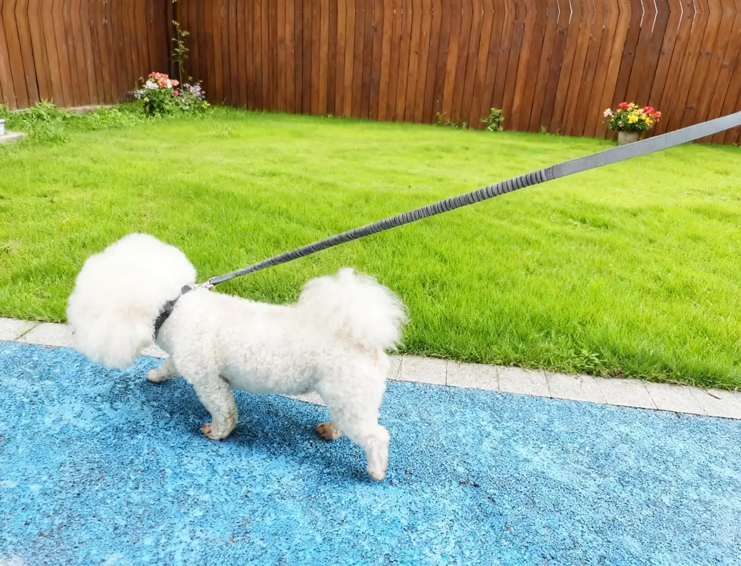 Reflective Bungee Dog Leash with Padded Handle